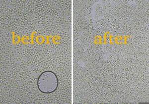 ATS High Pressure Homogenizer for Rhodotorula and Phaffia Yeasts Disruption